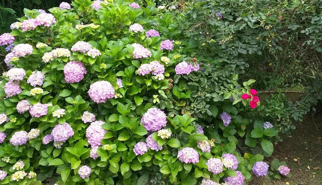 Armonía y Naturaleza B&B-1