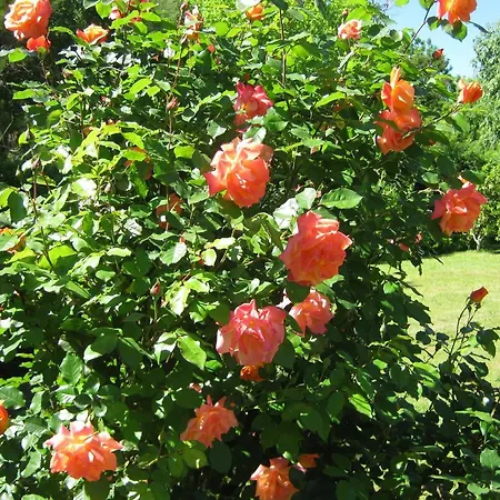Armonía y Naturaleza B&B-2